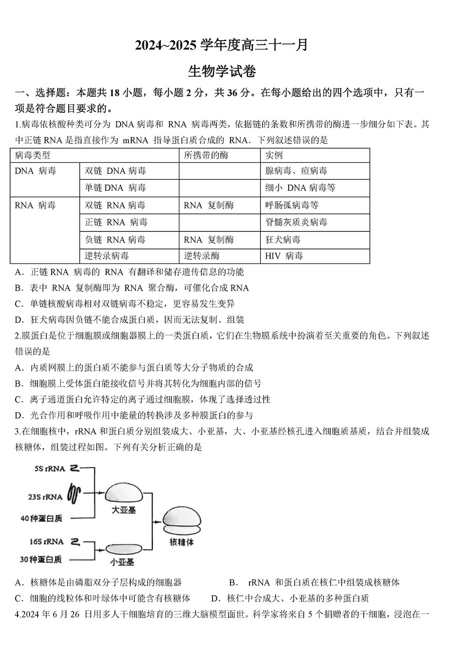 武汉江岸区2025届高三上学期11月调研生物试题及答案